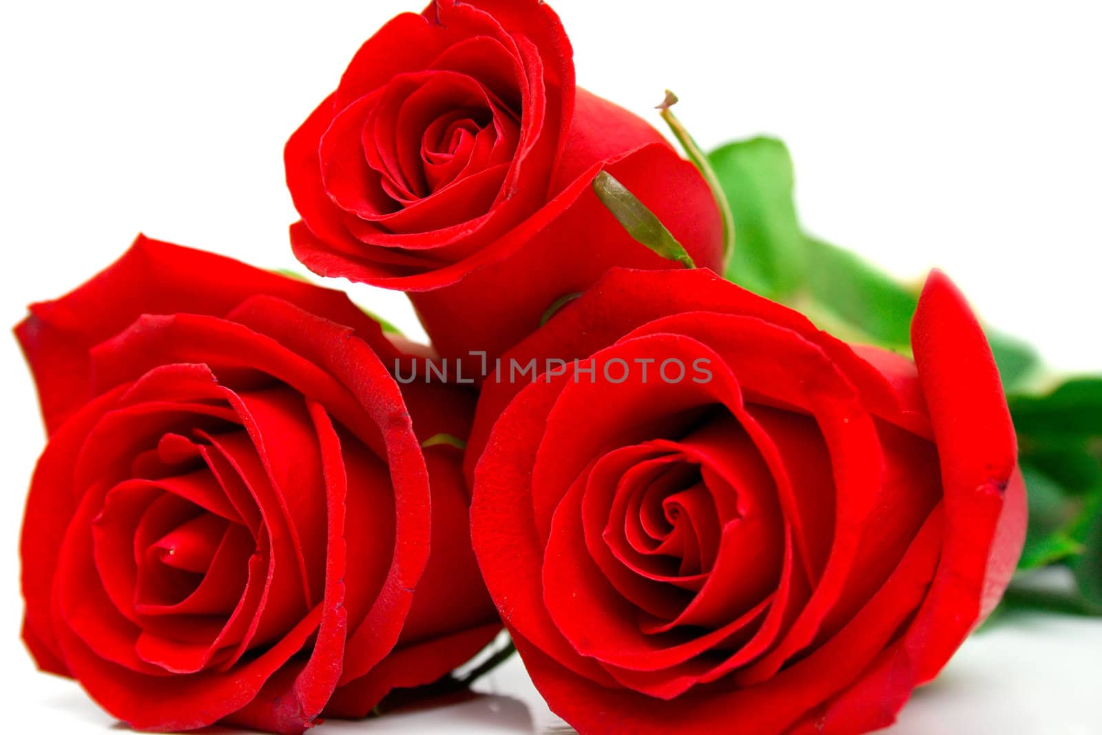 Red roses with green leaves. Macro. Isolation