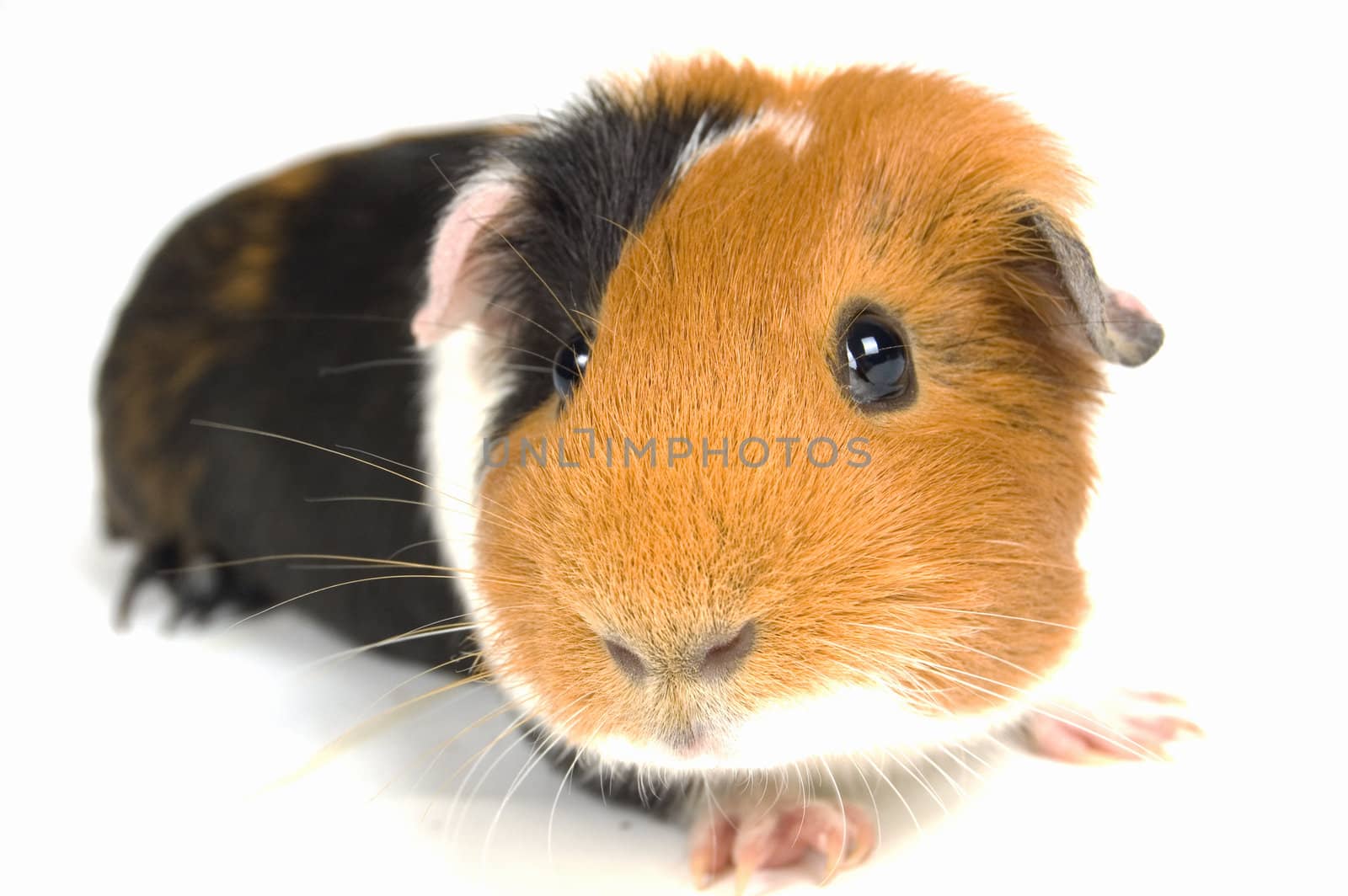 curious guinea pig by ladyminnie