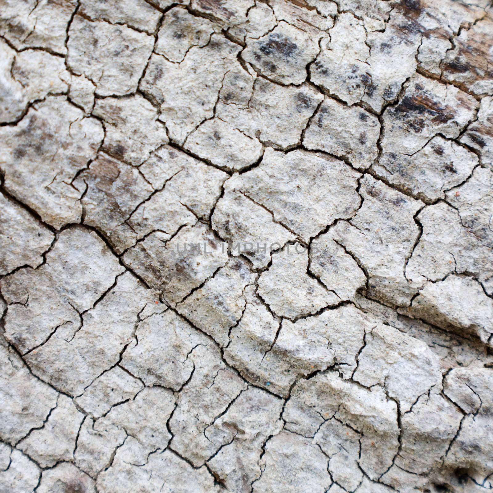 The grey cracked surface of a rotten tree