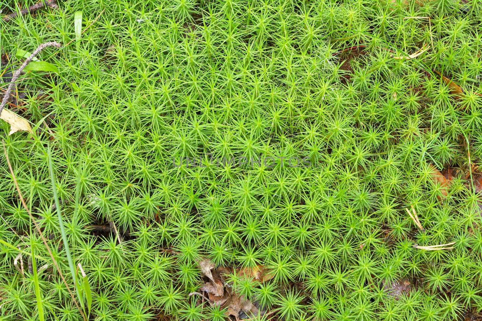 A macro shot of carpet moss on a beautiful sunny day. Green!