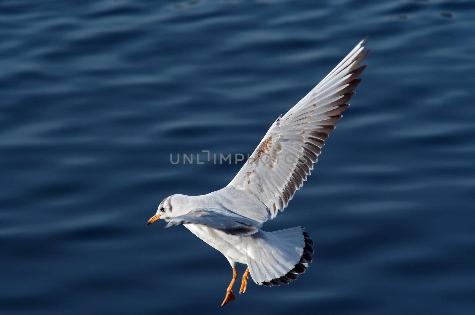 Shot of the flying gull - laughing gull