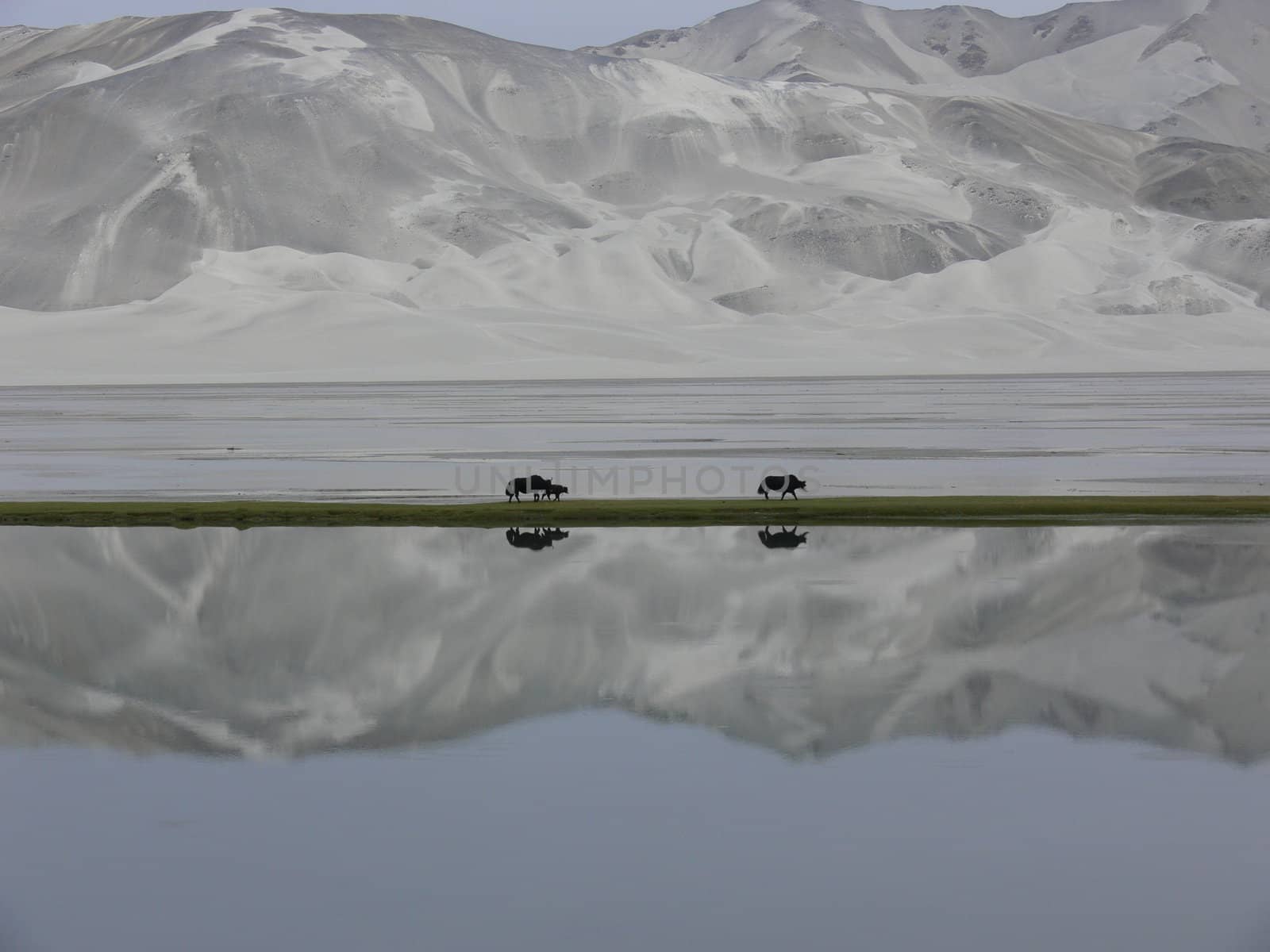Yaks are mirrored in the lake as they traverse a strip of green in front of Kumtagh, the great sandy mountain in Xinjiang, Western China