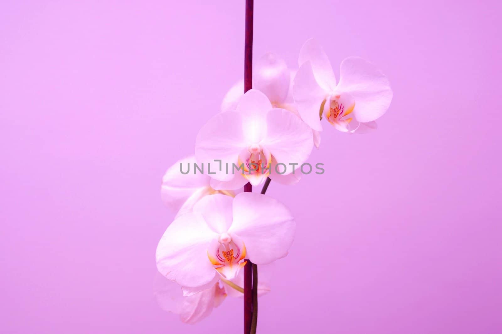 An orchid flower on the pink background