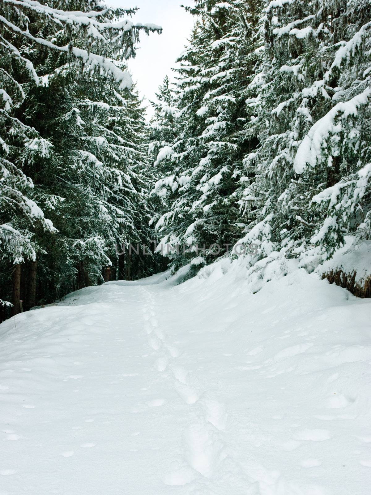 Footprints at winter forest by naumoid