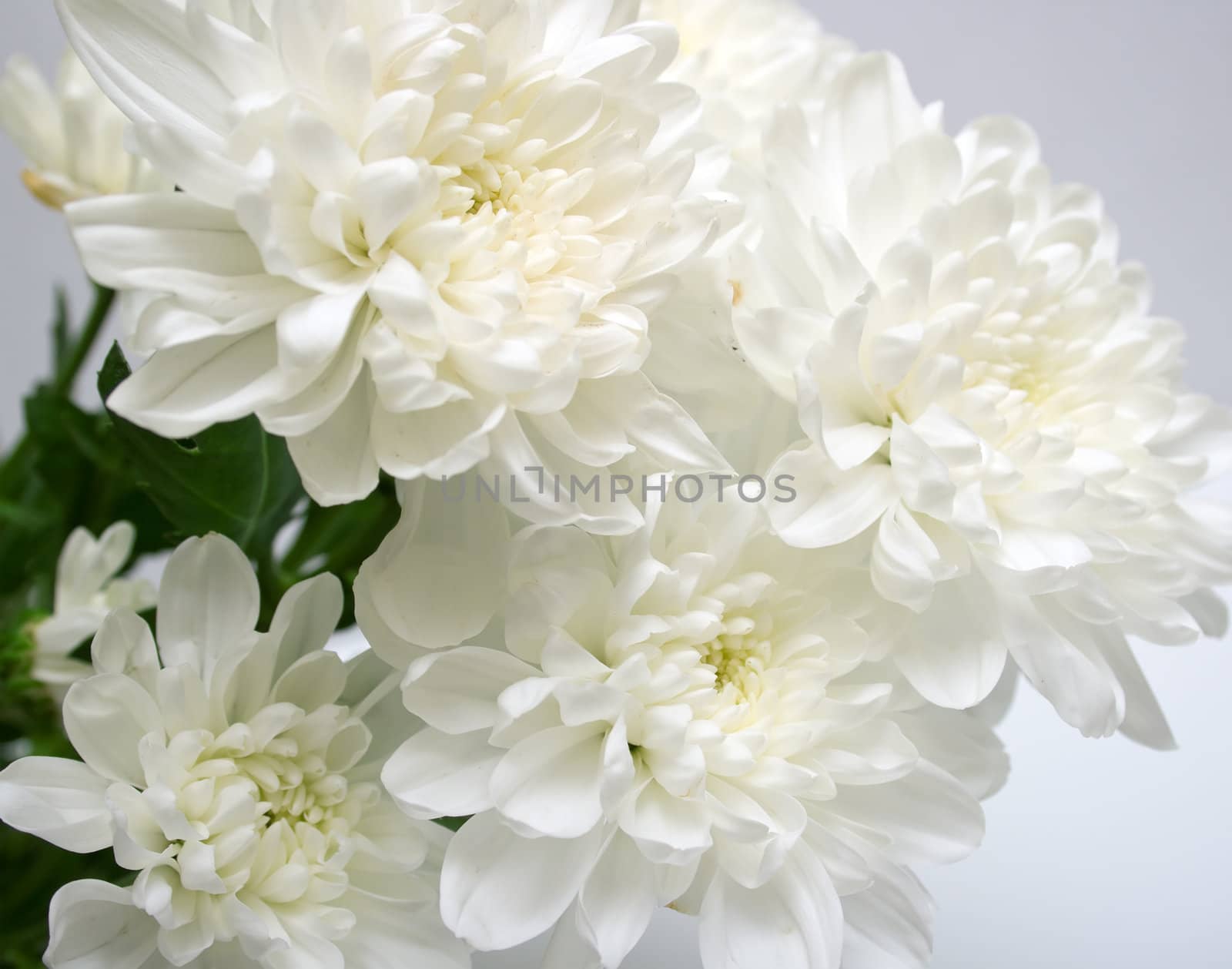 white flowers with leaves green on grey background