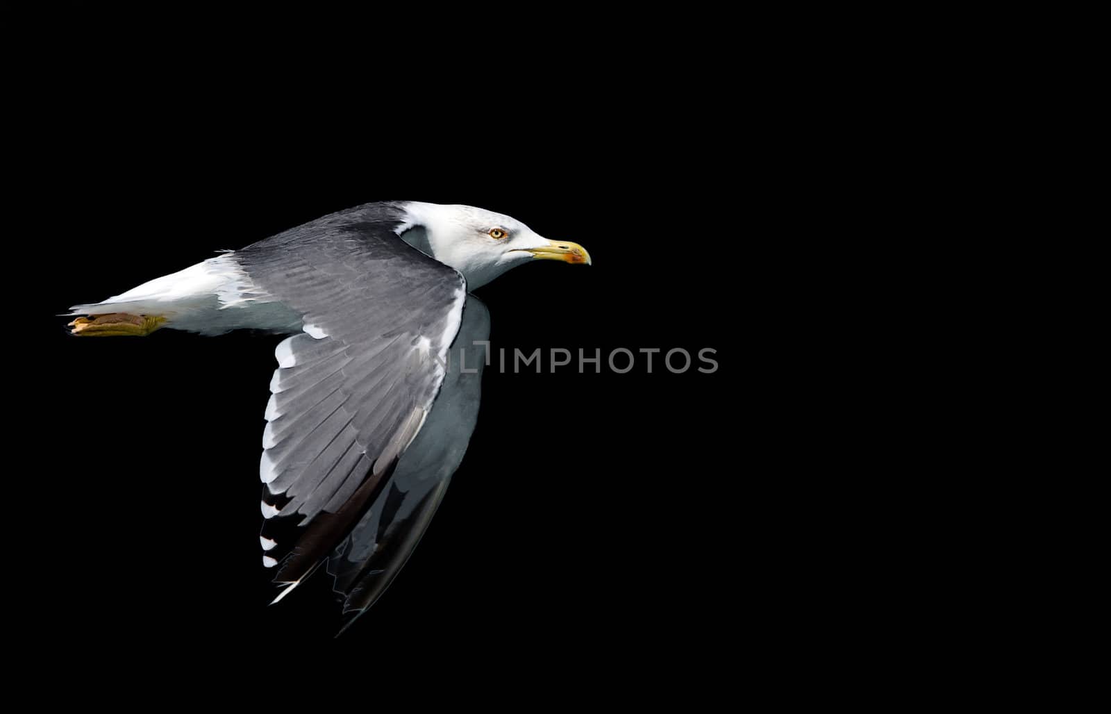 Flaying seagull over black background