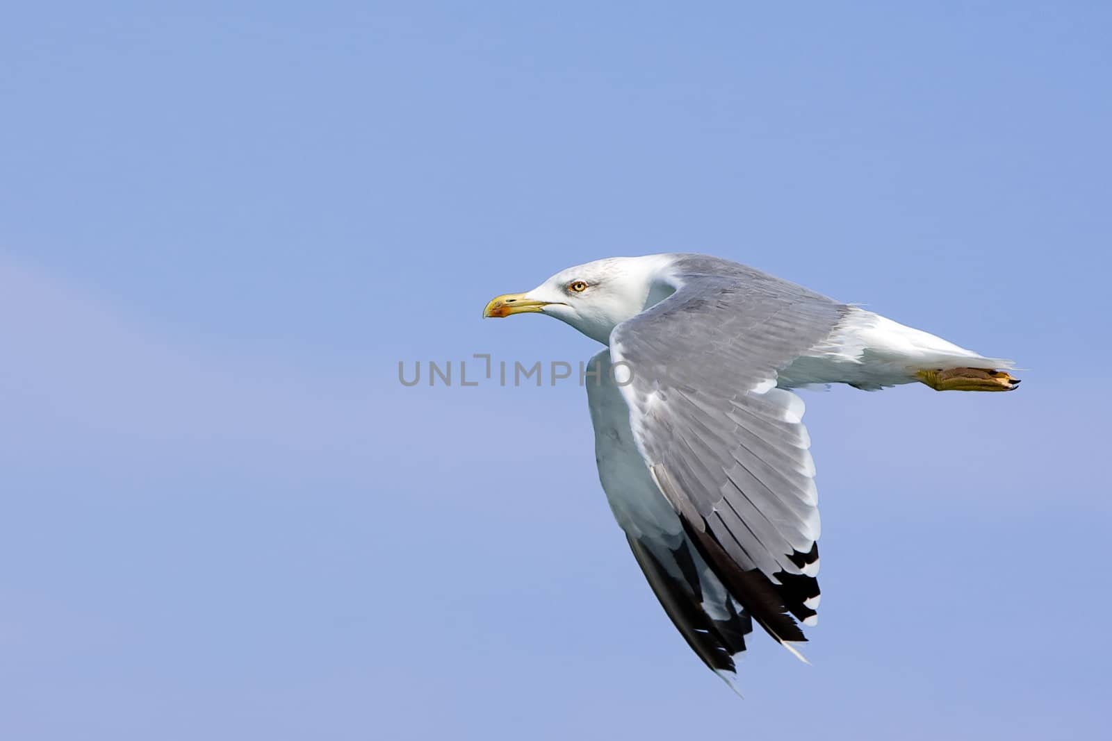 Flaying seagull over light blue sky