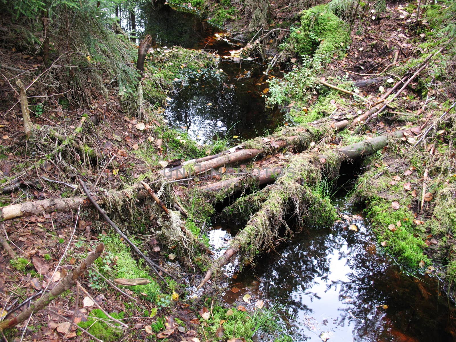 Bridge across the brook in forest