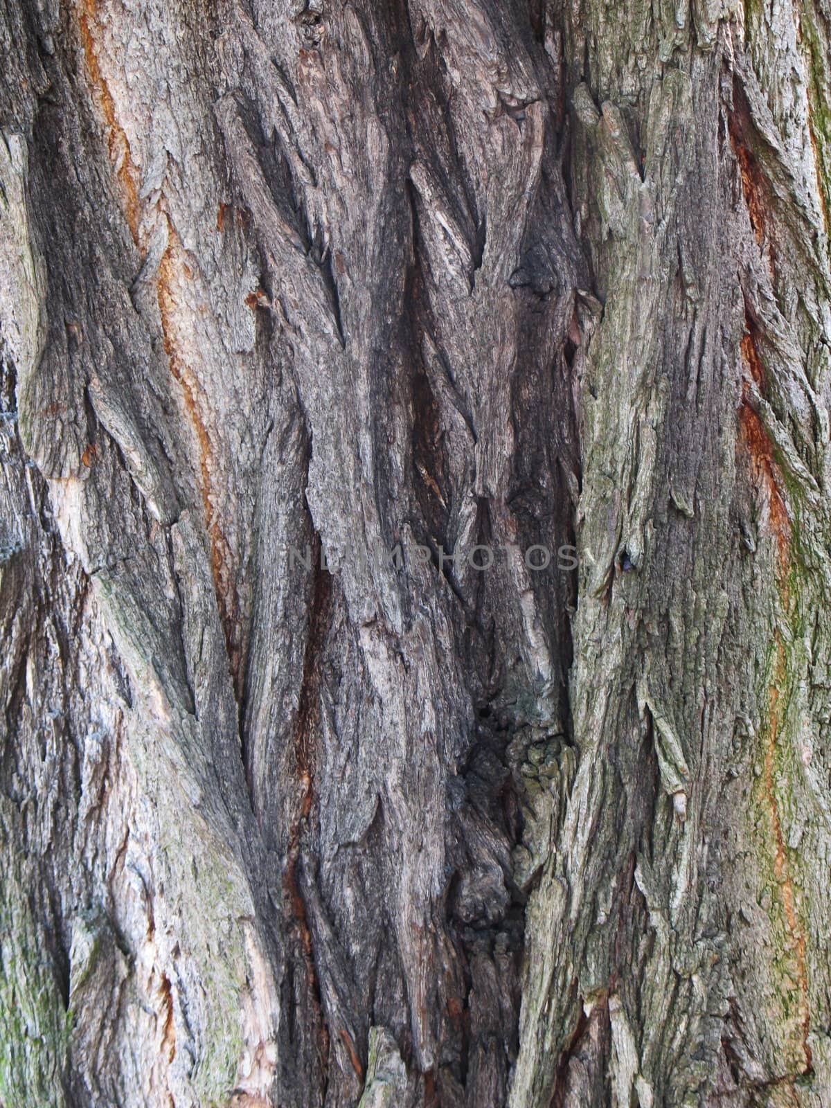 Tree bark background by Vitamin