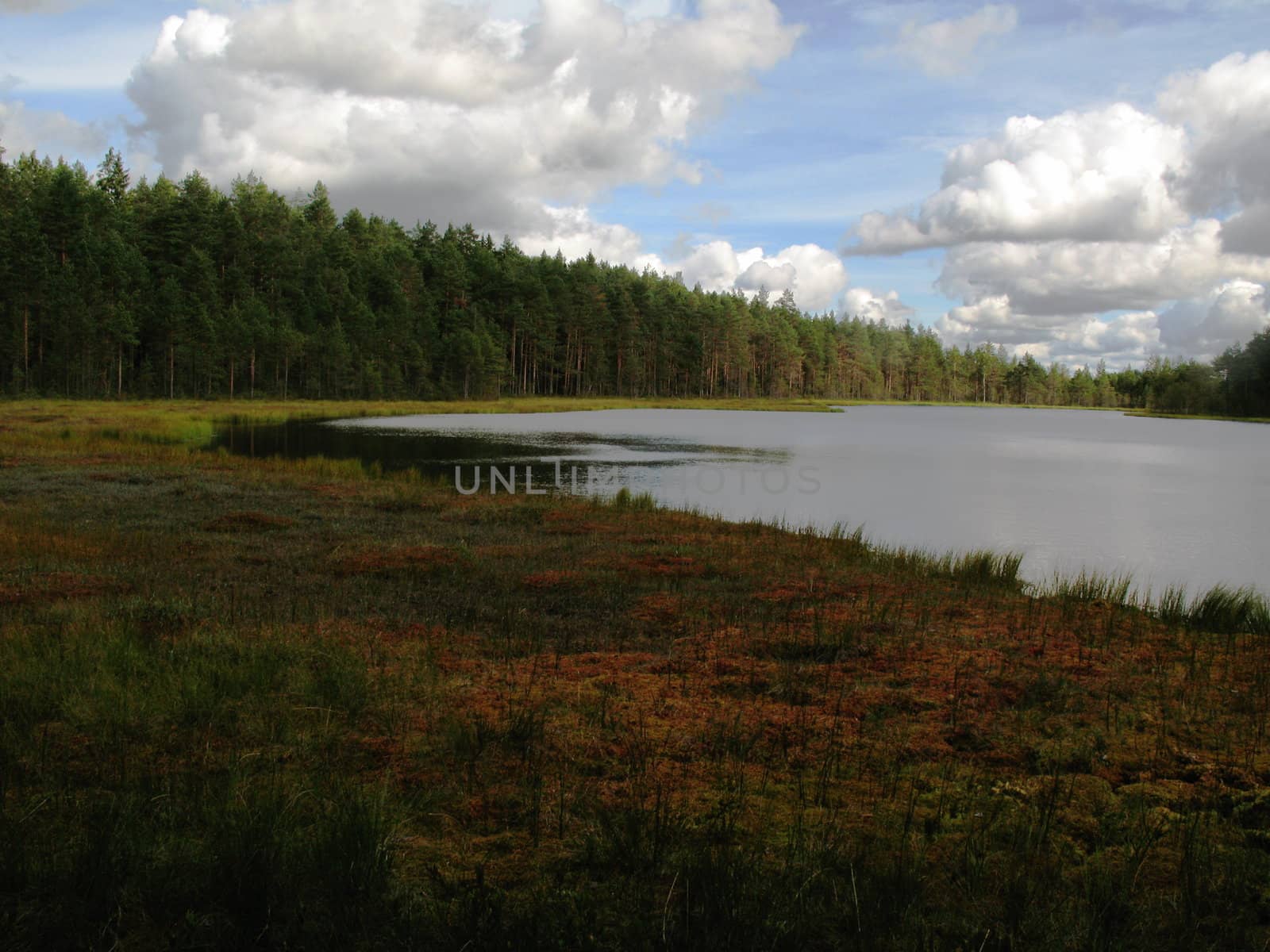 Wild lake in forest