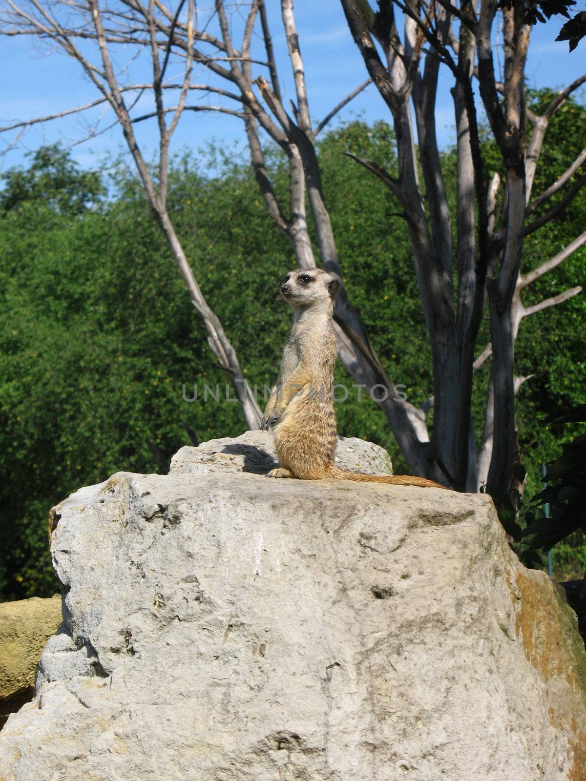 Sharp-sighted gopher guard by Vitamin