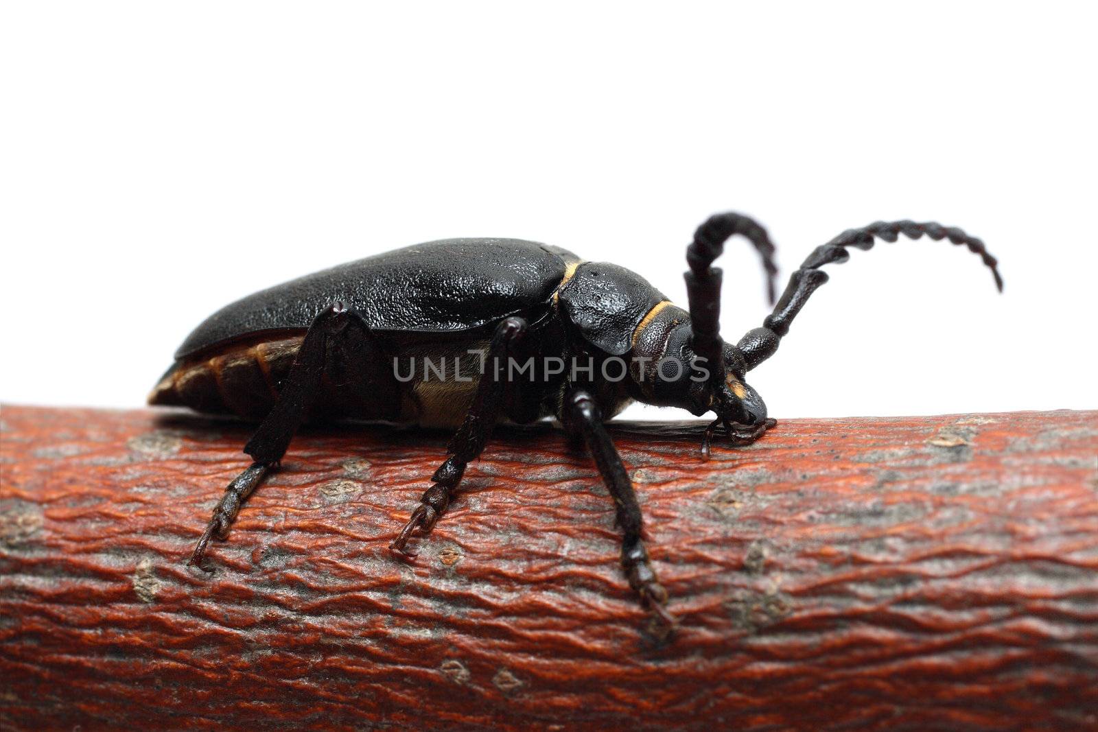 large black beetle on branch isolated on white