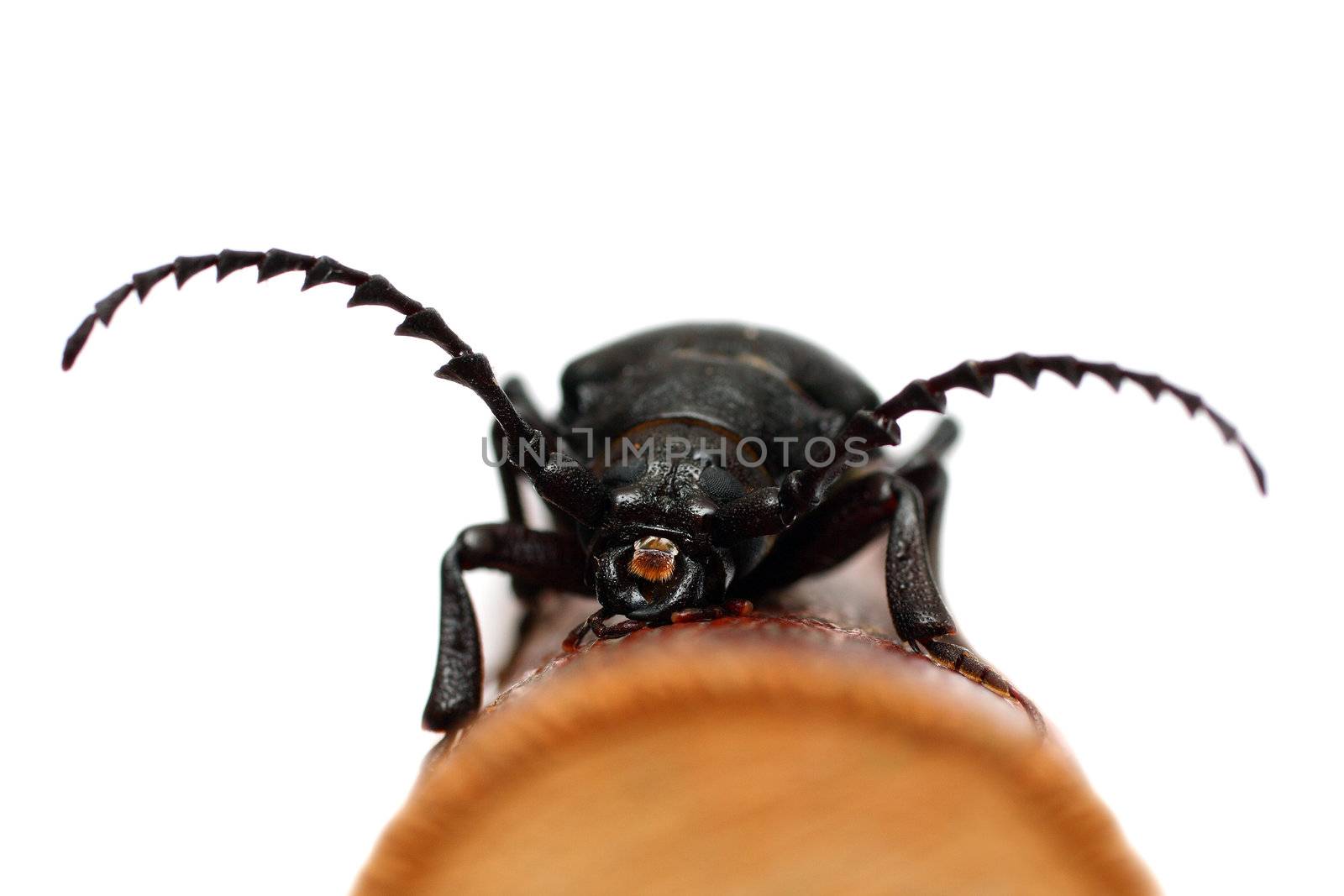 large black beetle by Mikko