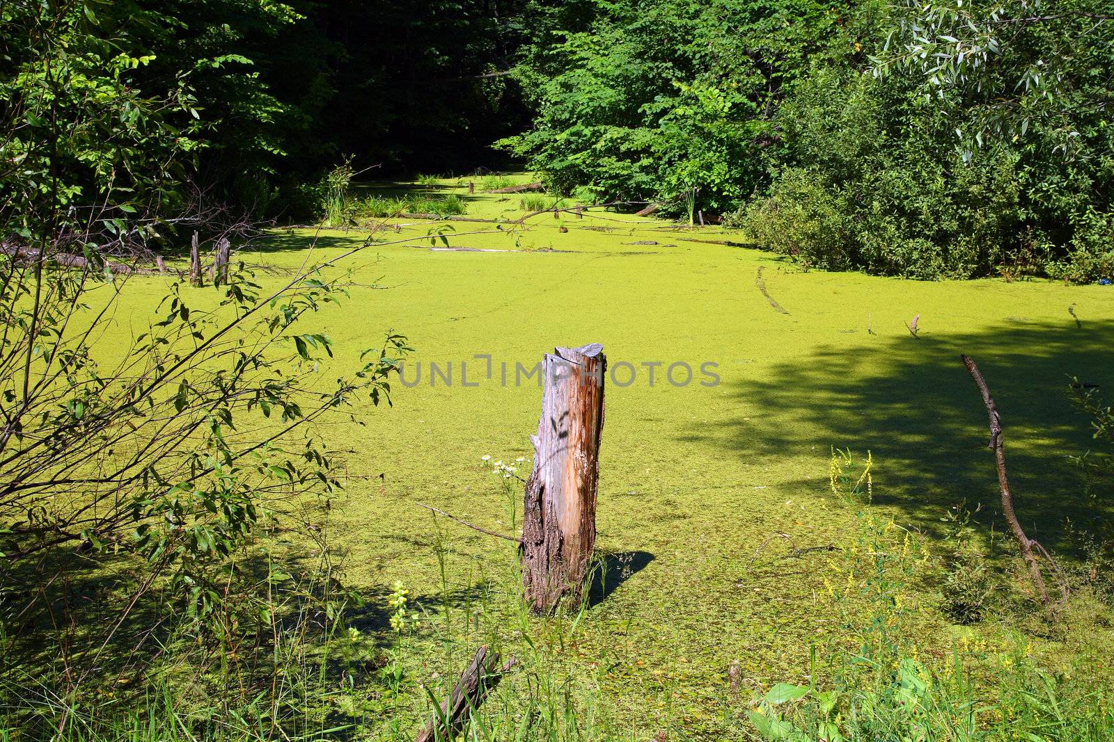 stump in green summer bog