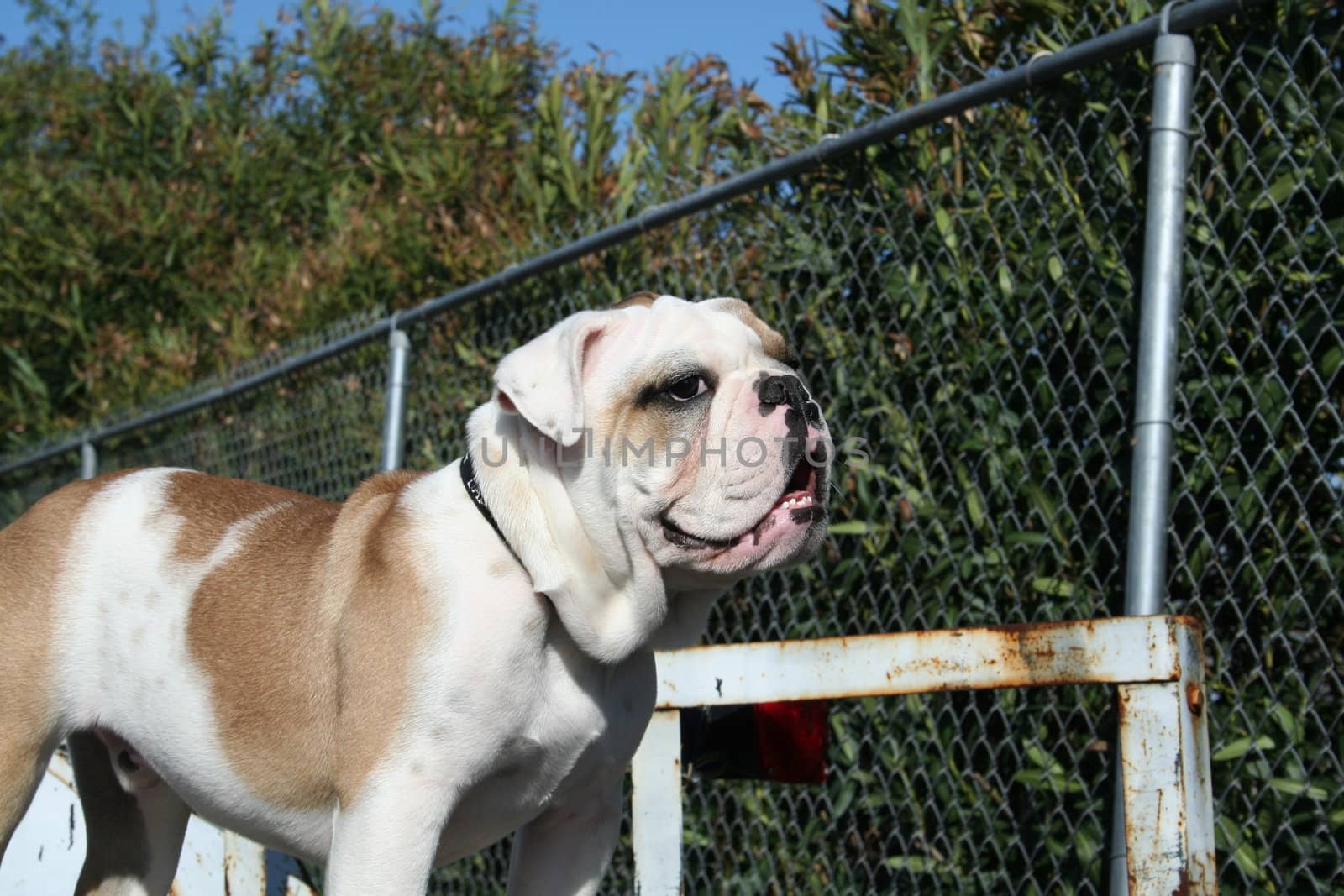 Cute puppy bulldog outside in a park. 