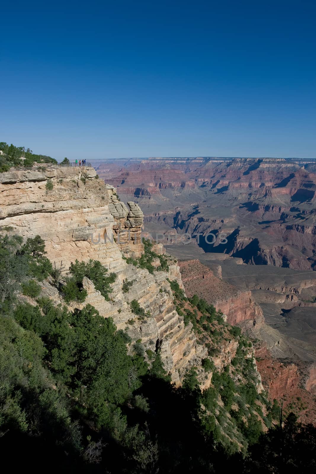View point at the Grand Canyon with green trees