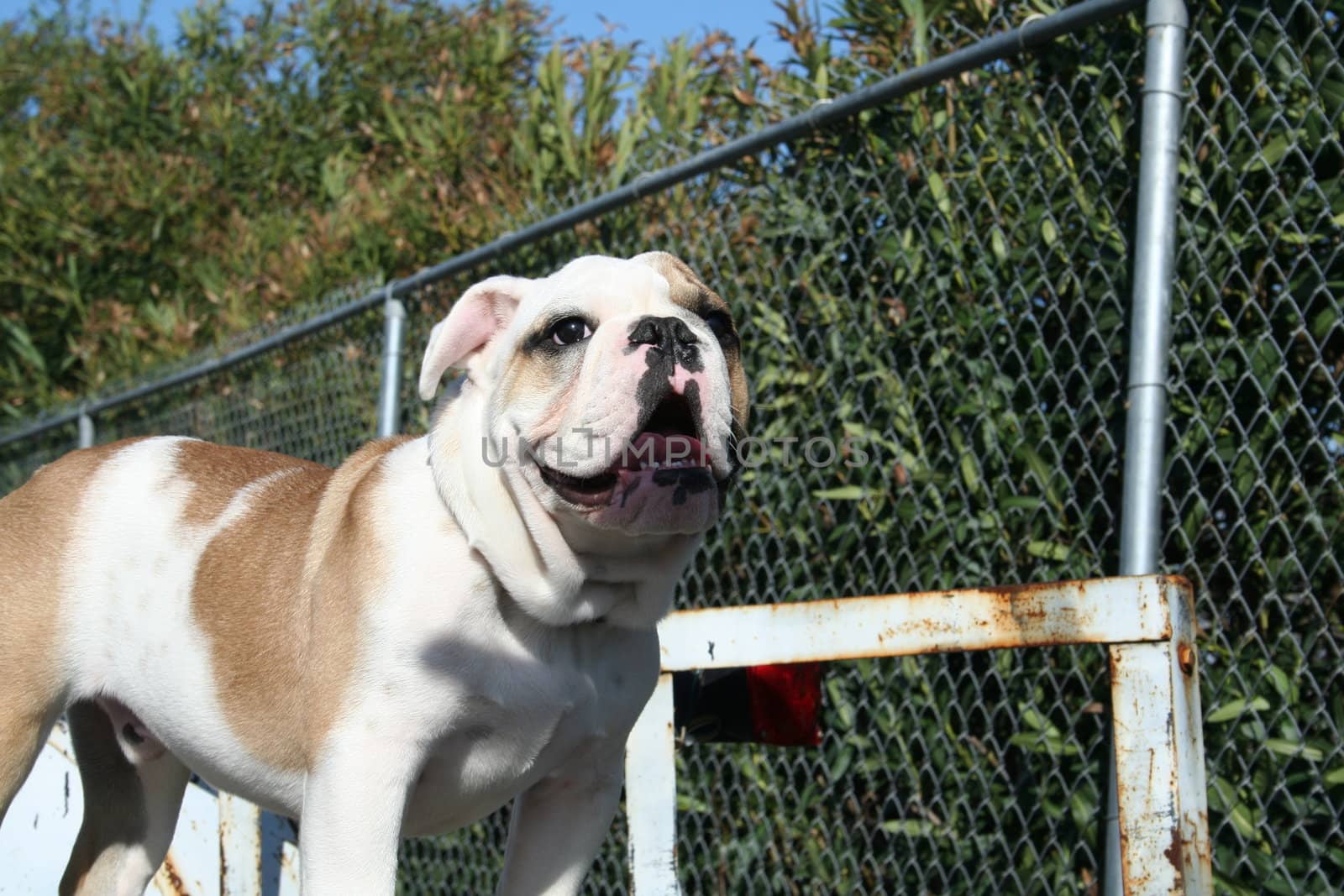 Cute puppy bulldog outside in a park. 