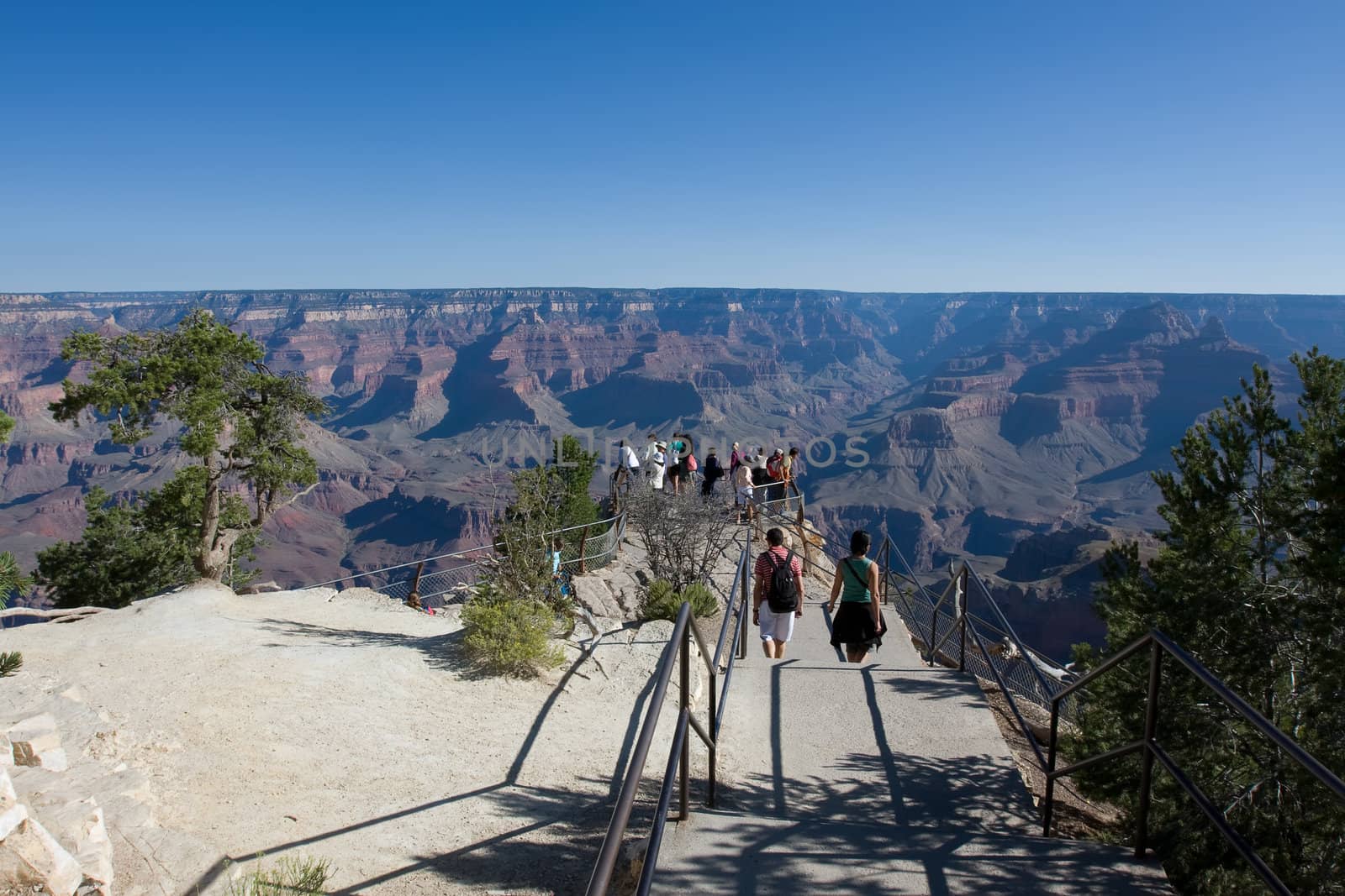 Green tree with people on the Grand Canyon