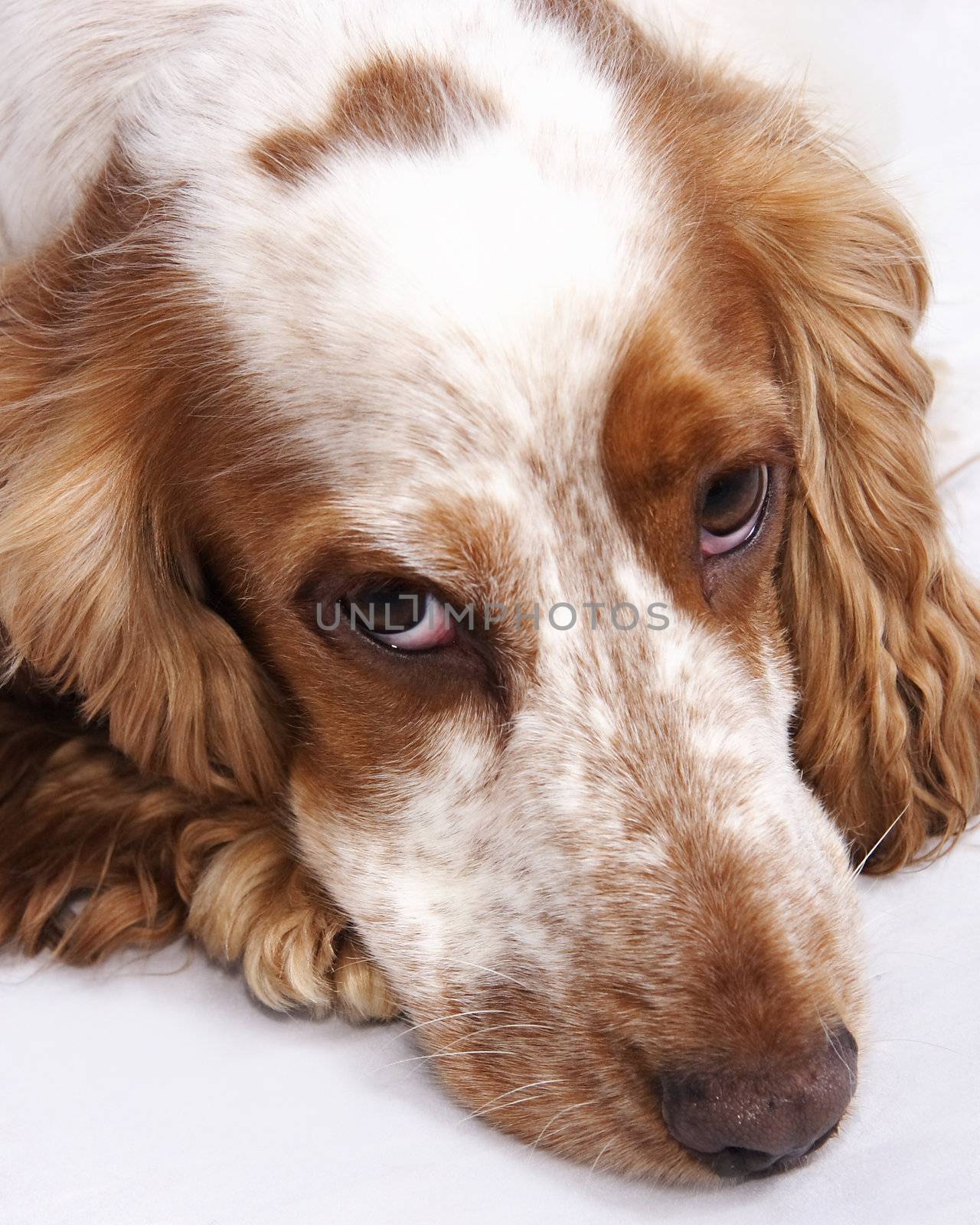 cocker spaniel laying down on a light background