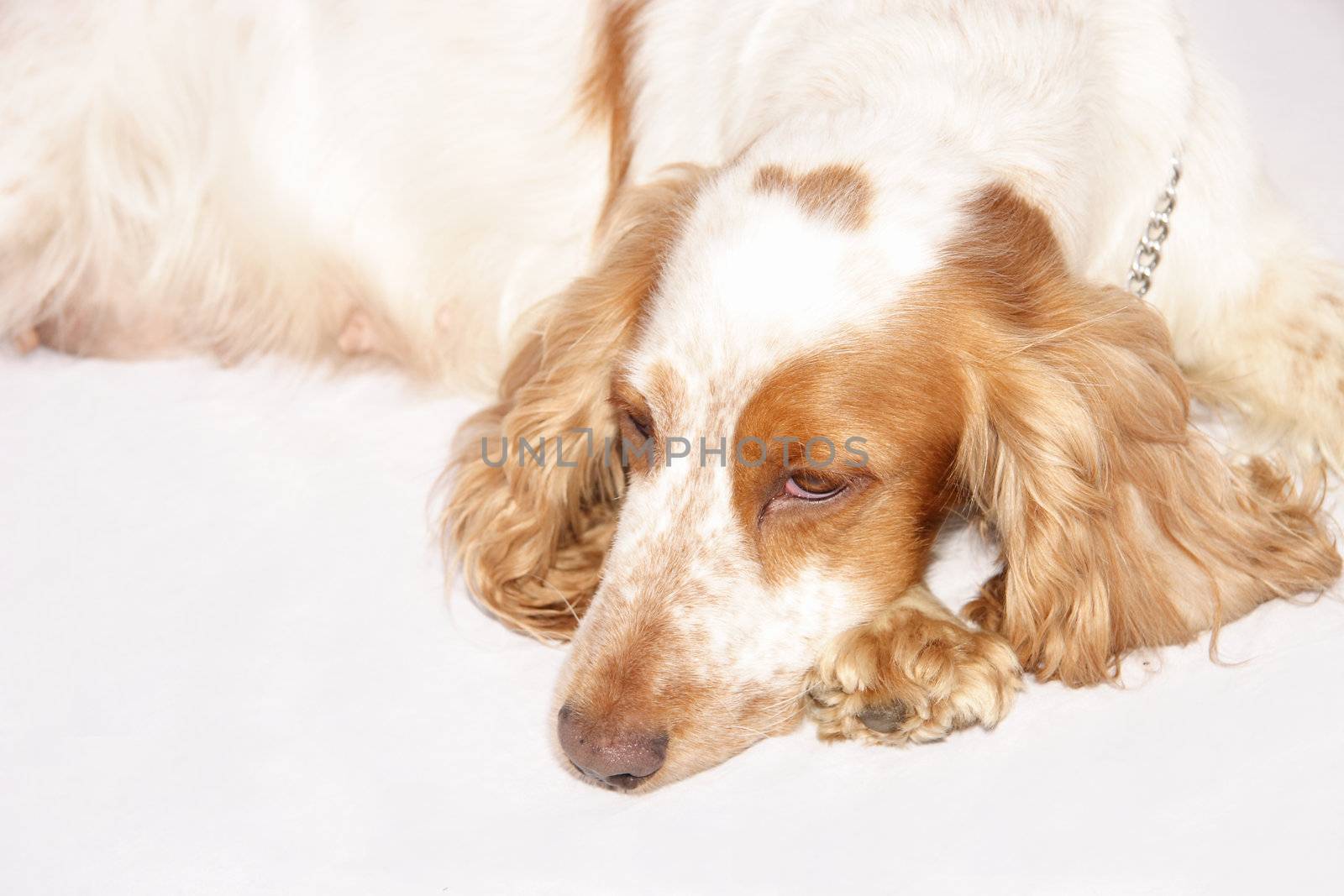 cocker spaniel laying down on a light background