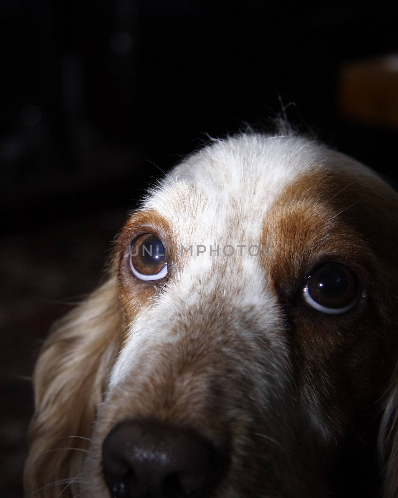 puppy dog eyes against a dark background