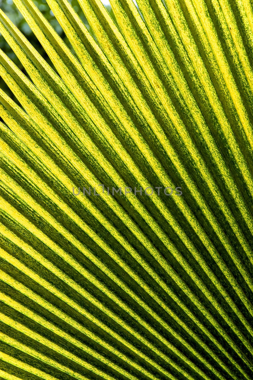 palm leaf by jsompinm