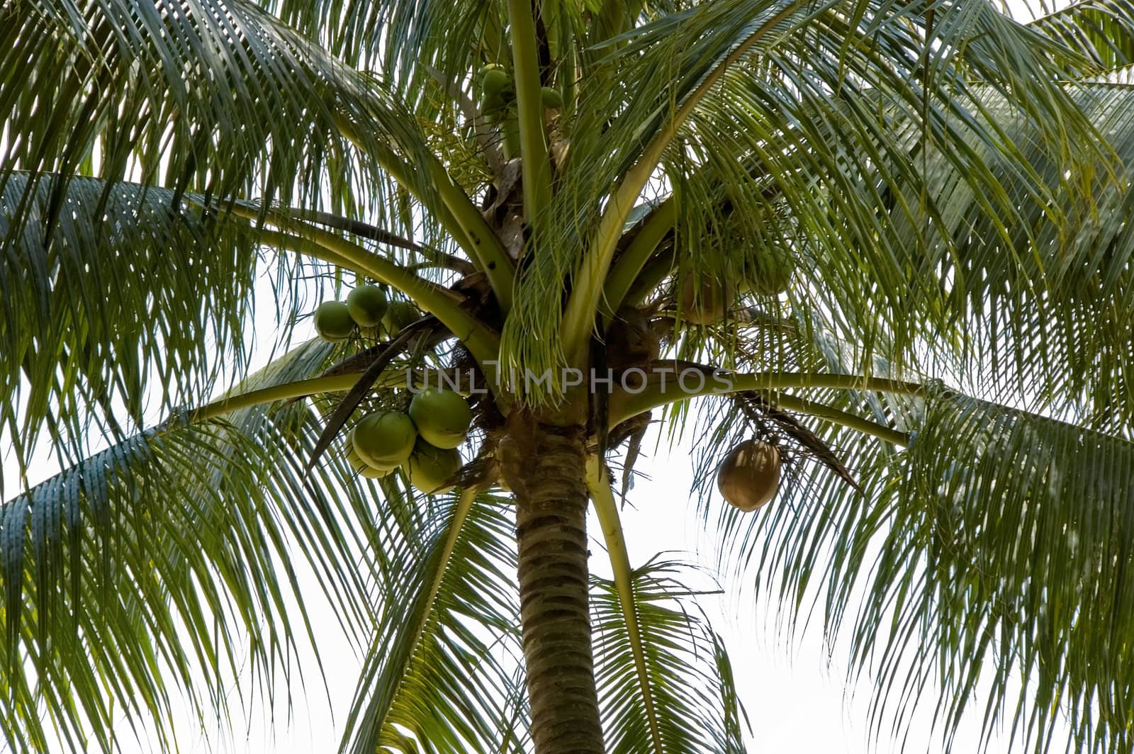 coconut palm by jsompinm