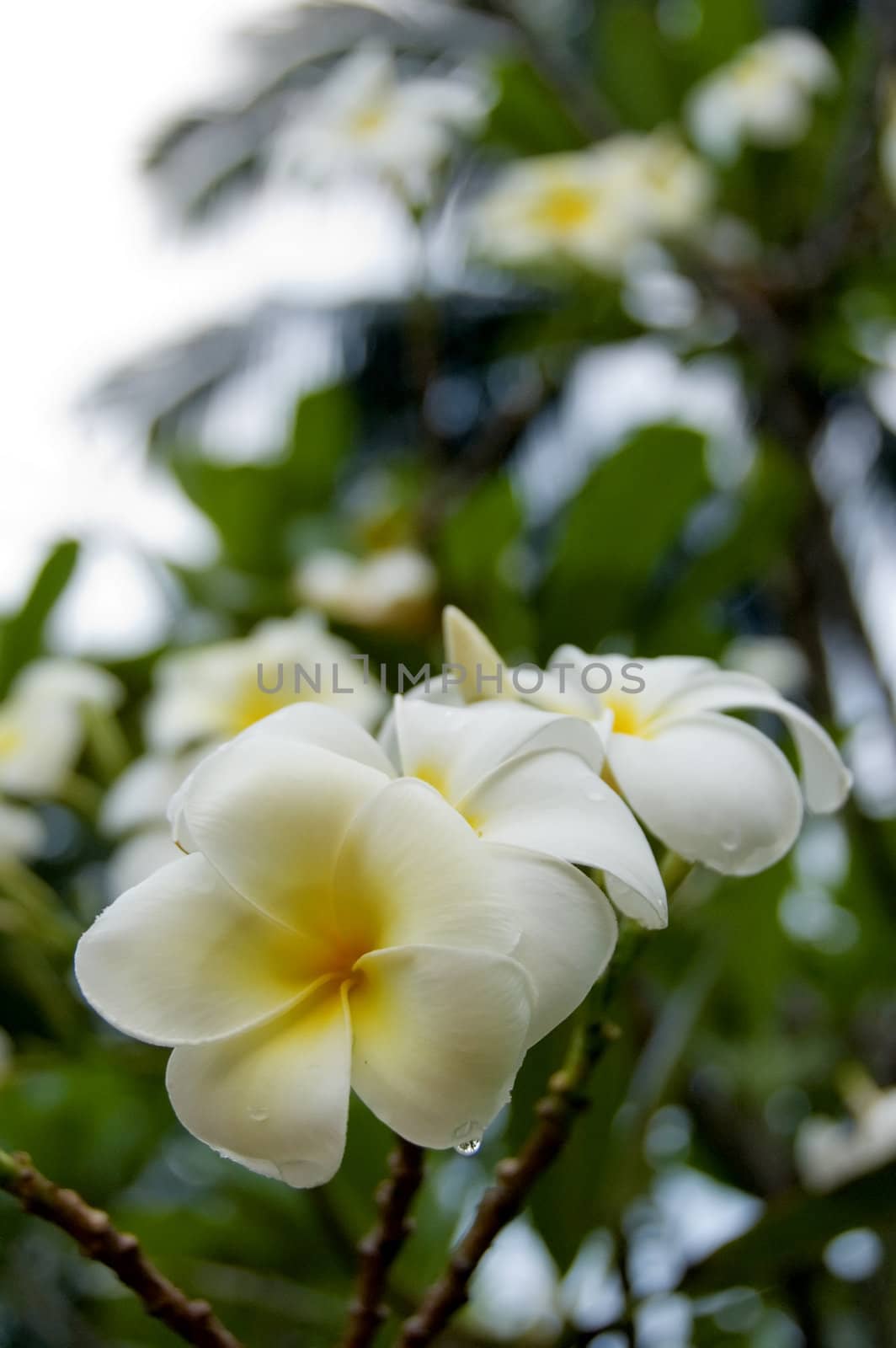 white frangipani by jsompinm