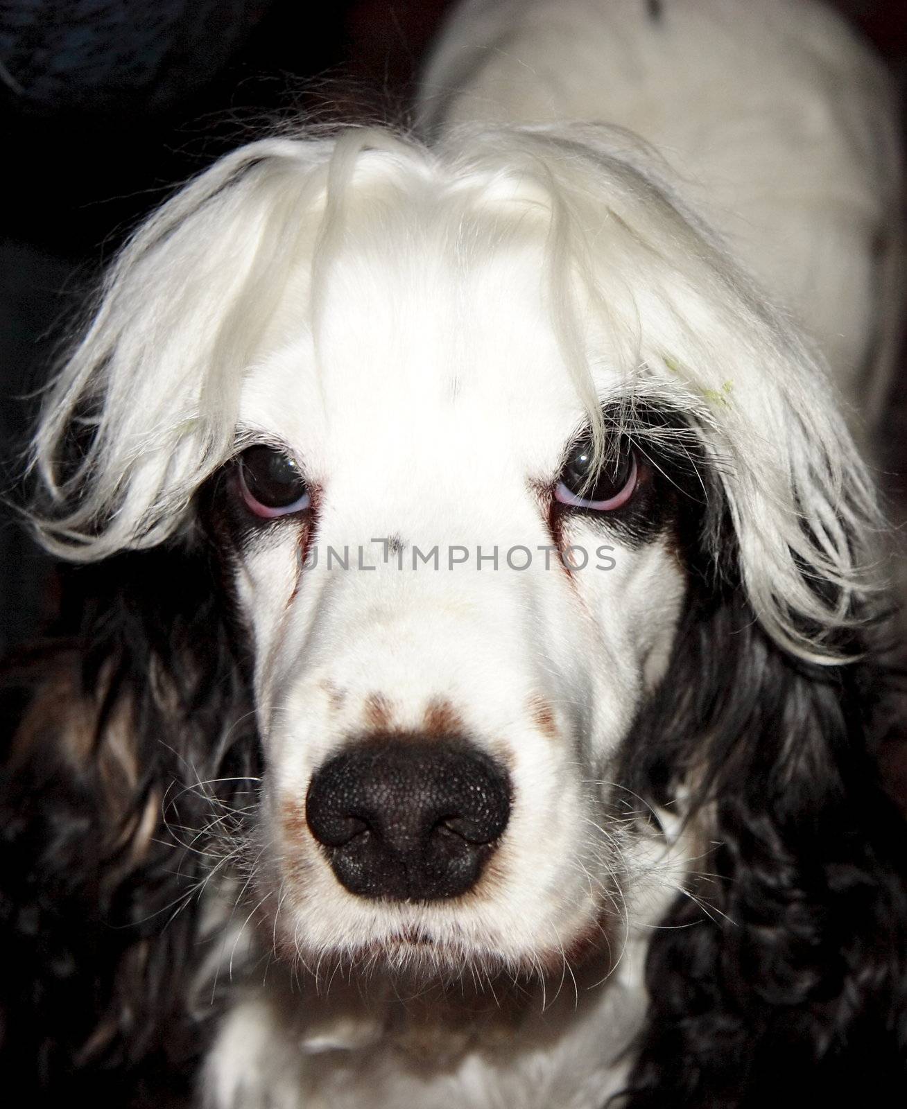closeup of the face of cocker spaniel against a dark background