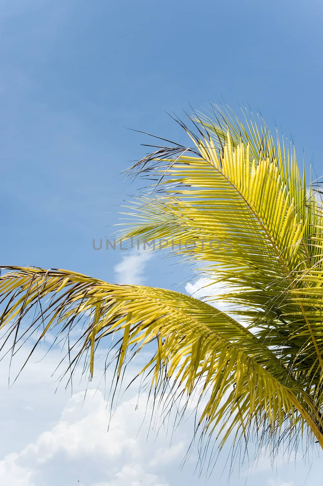 bright palm leaves