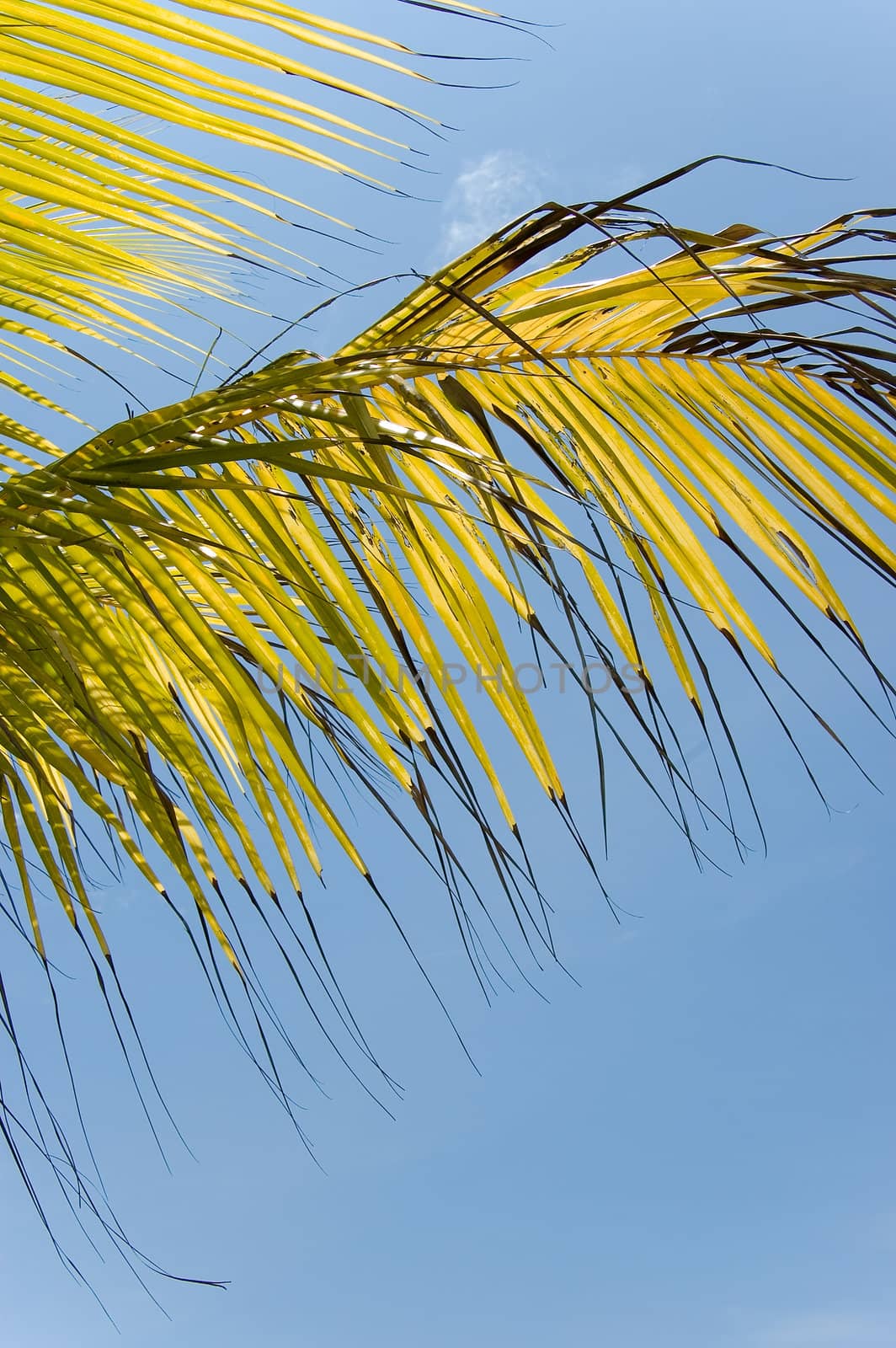 bright palm leaves