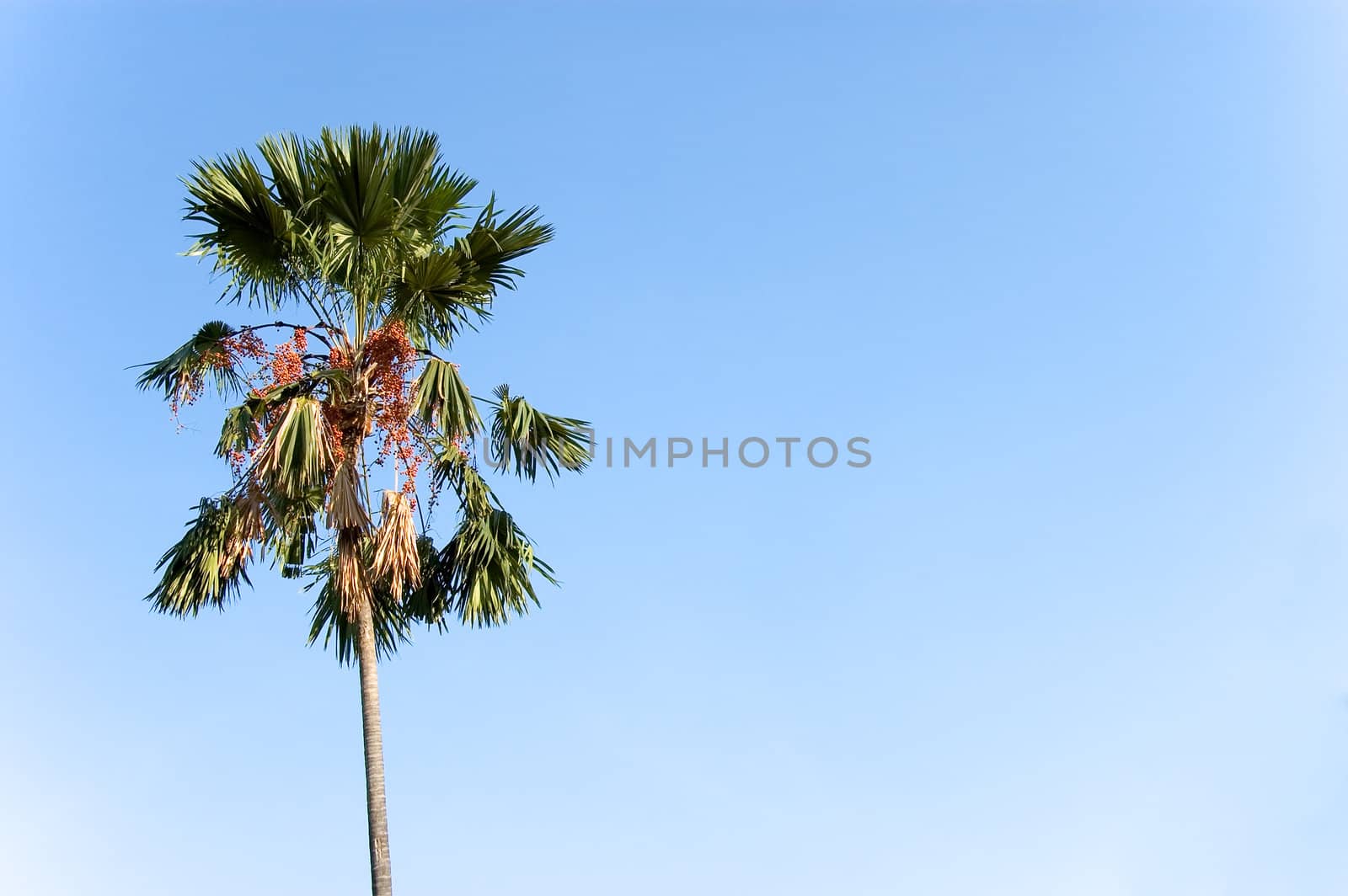 palm tree against blue sky