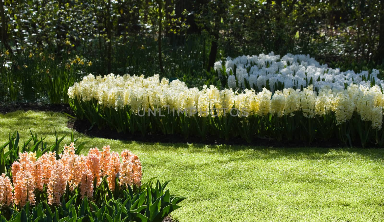 Colorful hyacinths in pastel colors in the garden in spring