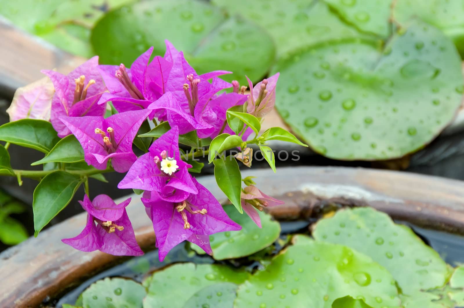 pond flowers