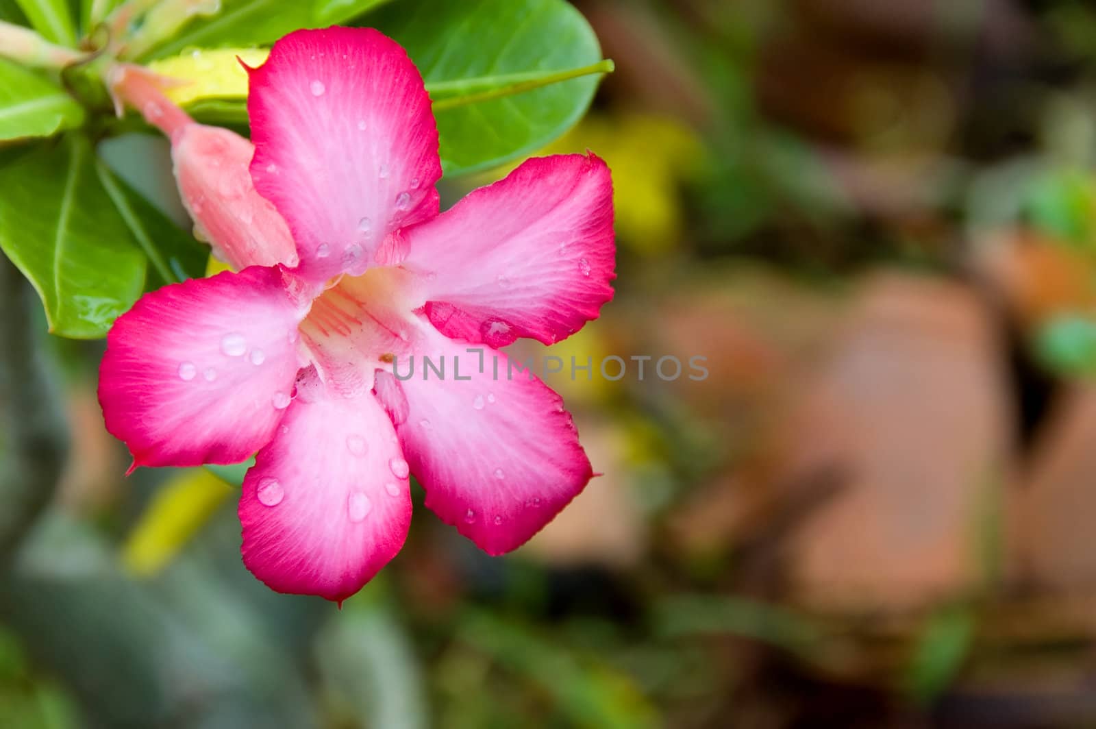 pink small flower