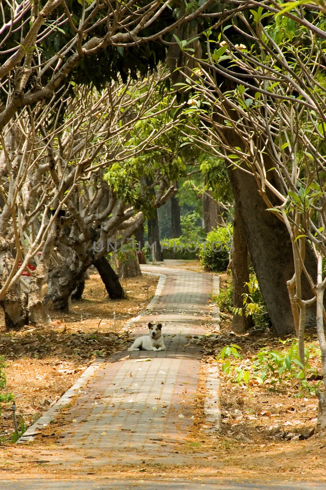 dog in garden path