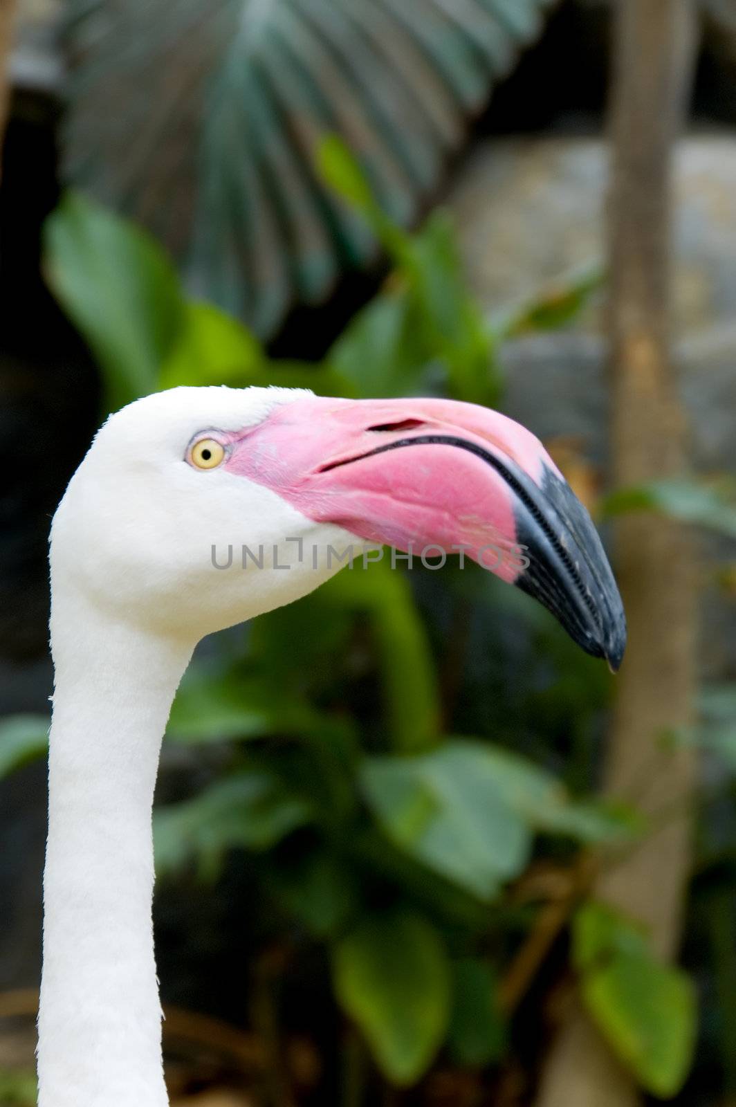 flamingo by jsompinm
