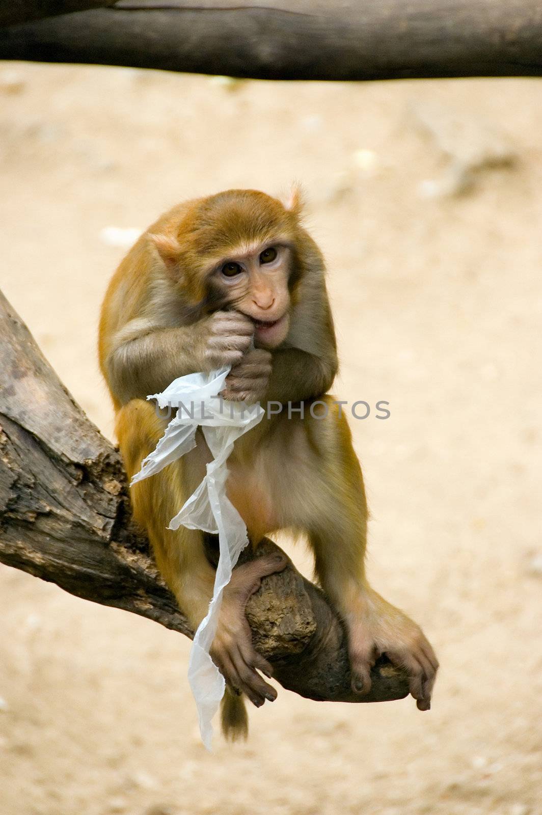 monkey  by jsompinm
