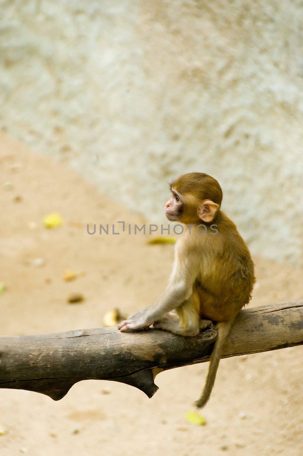 little monkey by jsompinm