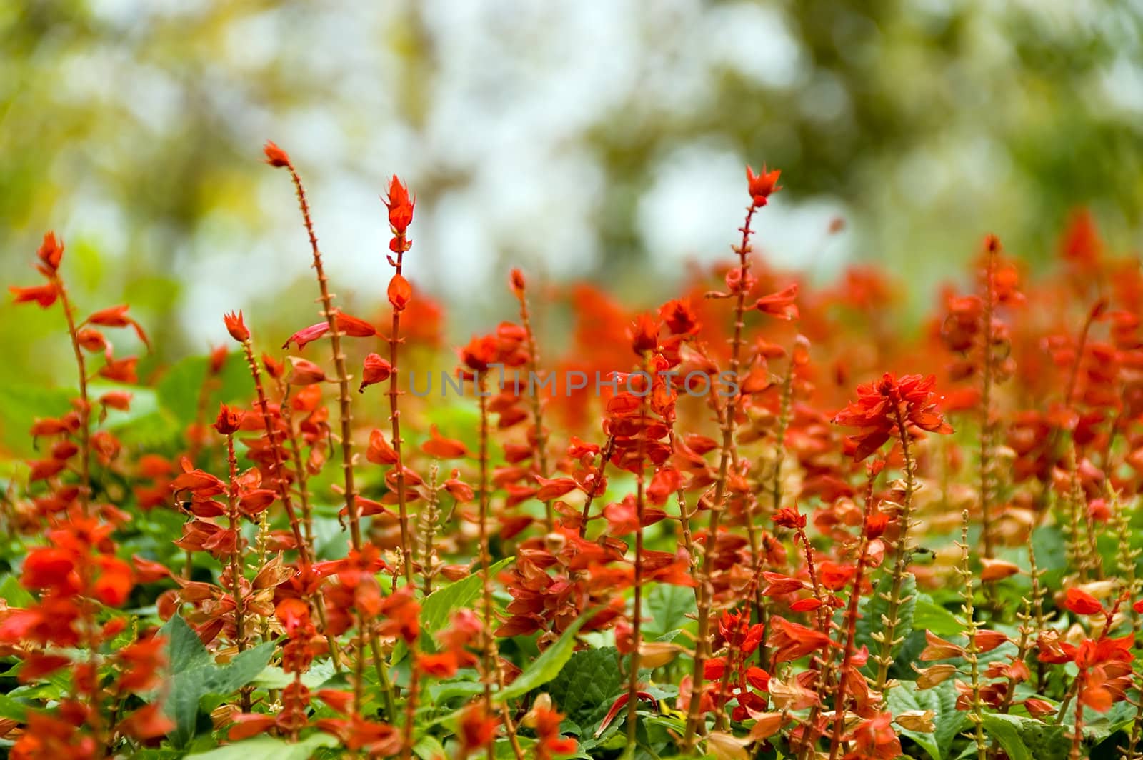 bright red flowers