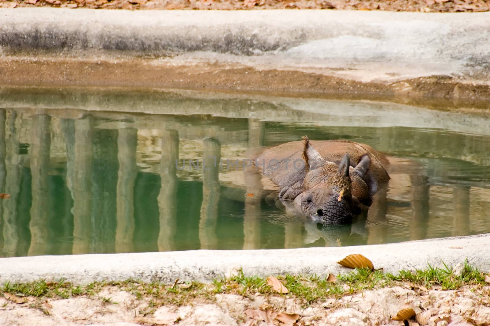 swimming rhino by jsompinm