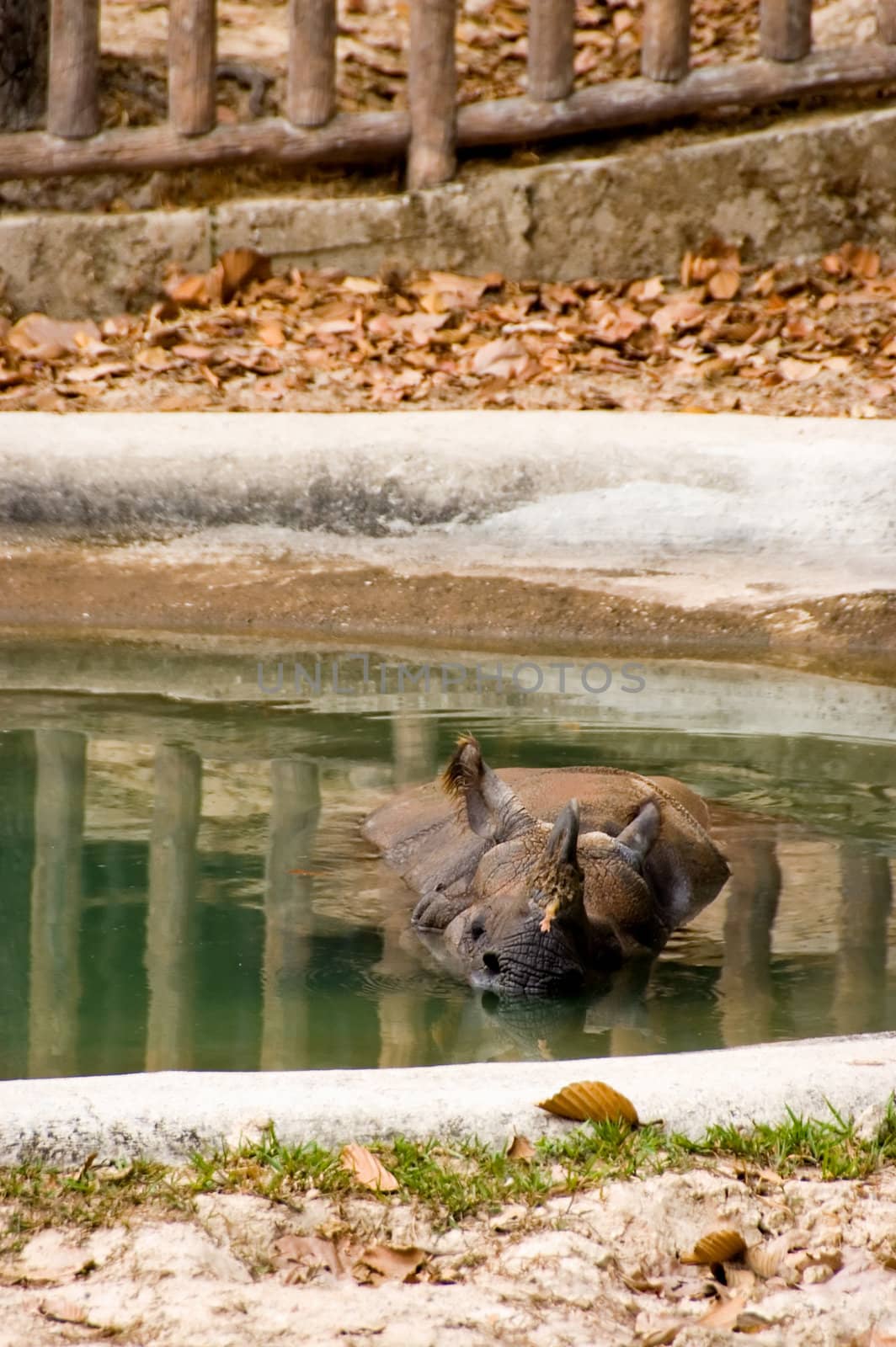 swimming rhino