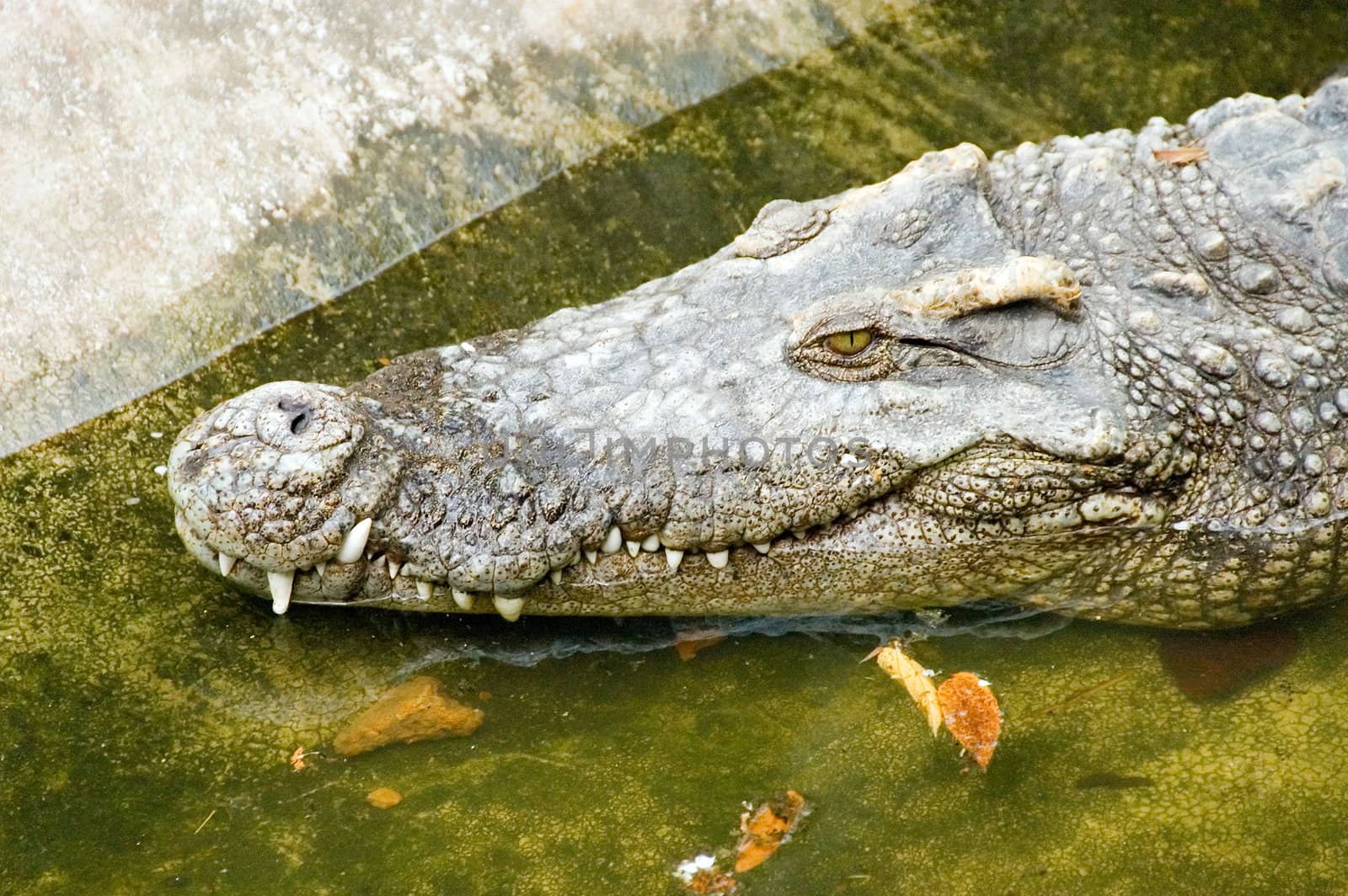 crocodile