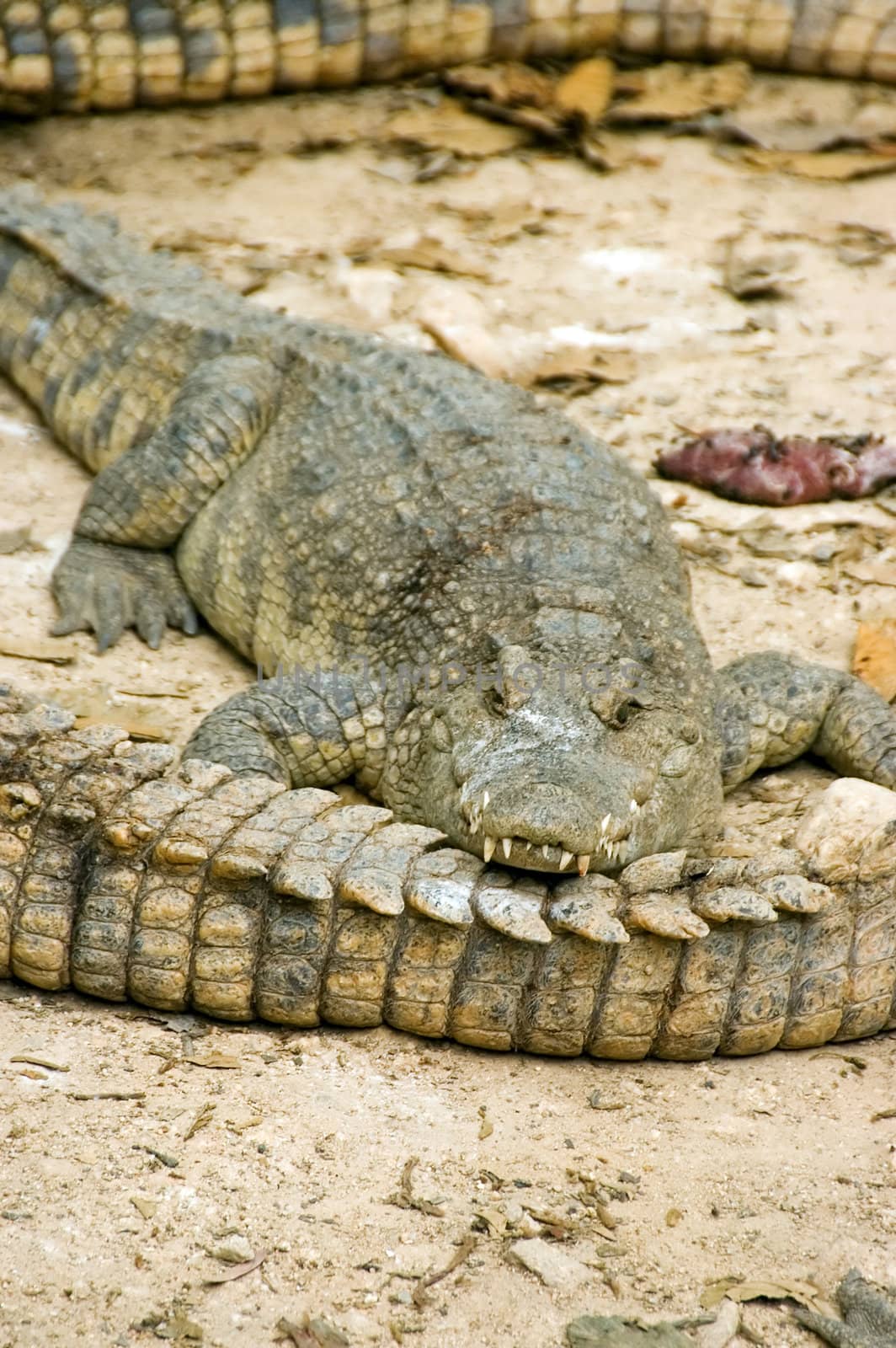 crocodiles by jsompinm