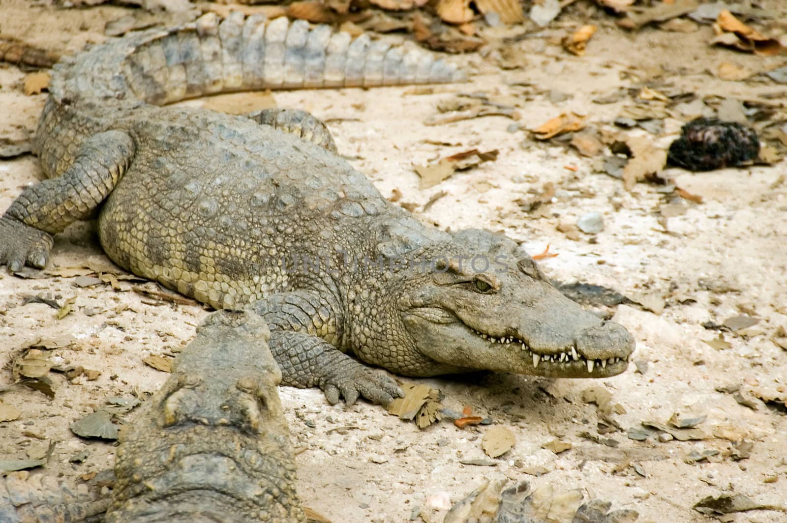 crocodile group