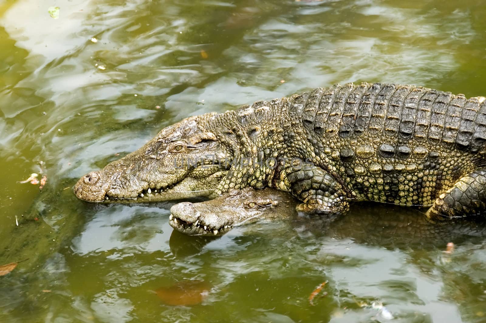 mating crocodiles