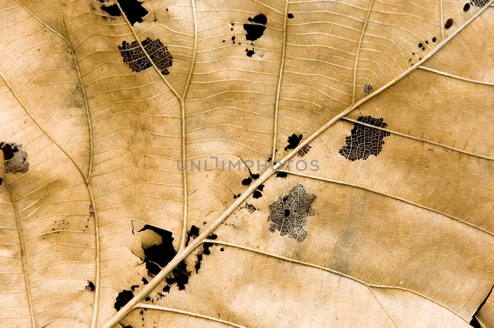 leaf closeup by jsompinm