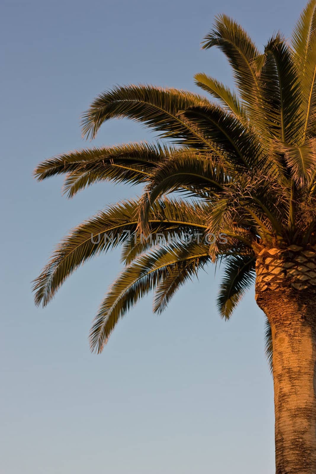 Tropical palm tree in the late afternoon sun