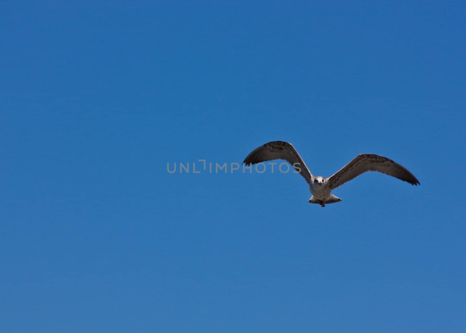 Flying sea gull high in the air