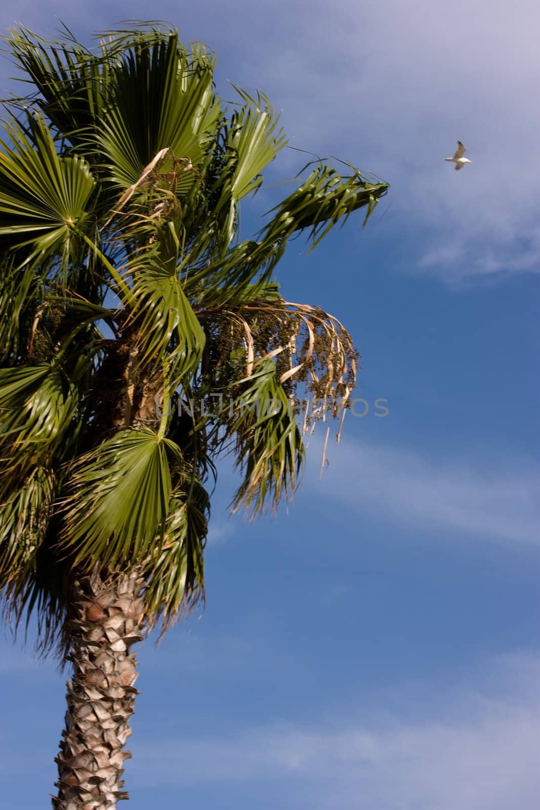 Green palm, blue sky and sea gull
